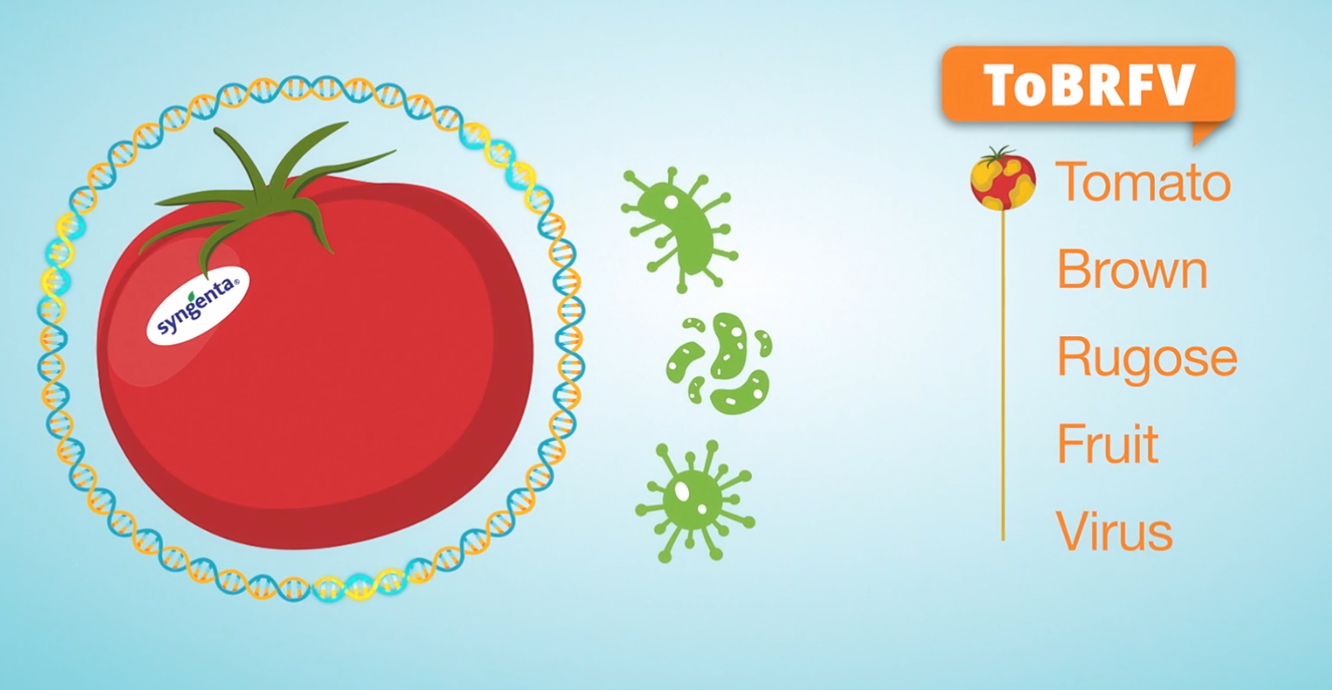 نحوه پیشگیری از انتقال ویروس روگوز گوجه فرنگی در گلخانه