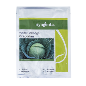 کلم پیچ سفید هیبرید گرگورین  (Gregorian F1)