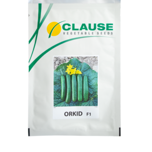 خیار فضای باز هیبرید ارکید (Orkid F1)